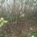 中秋王苹果树苗苹果苗晚熟品种苹果苗育苗基地苹果苗批发