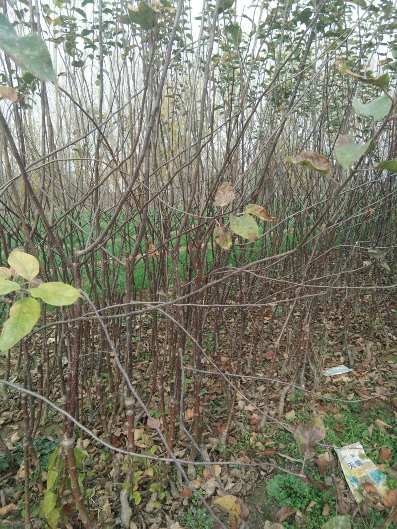 中秋王苹果树苗苹果苗晚熟品种苹果苗育苗基地苹果苗批发
