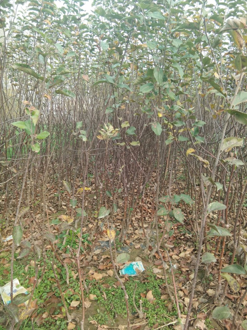 中秋王苹果树苗苹果苗晚熟品种苹果苗育苗基地苹果苗批发