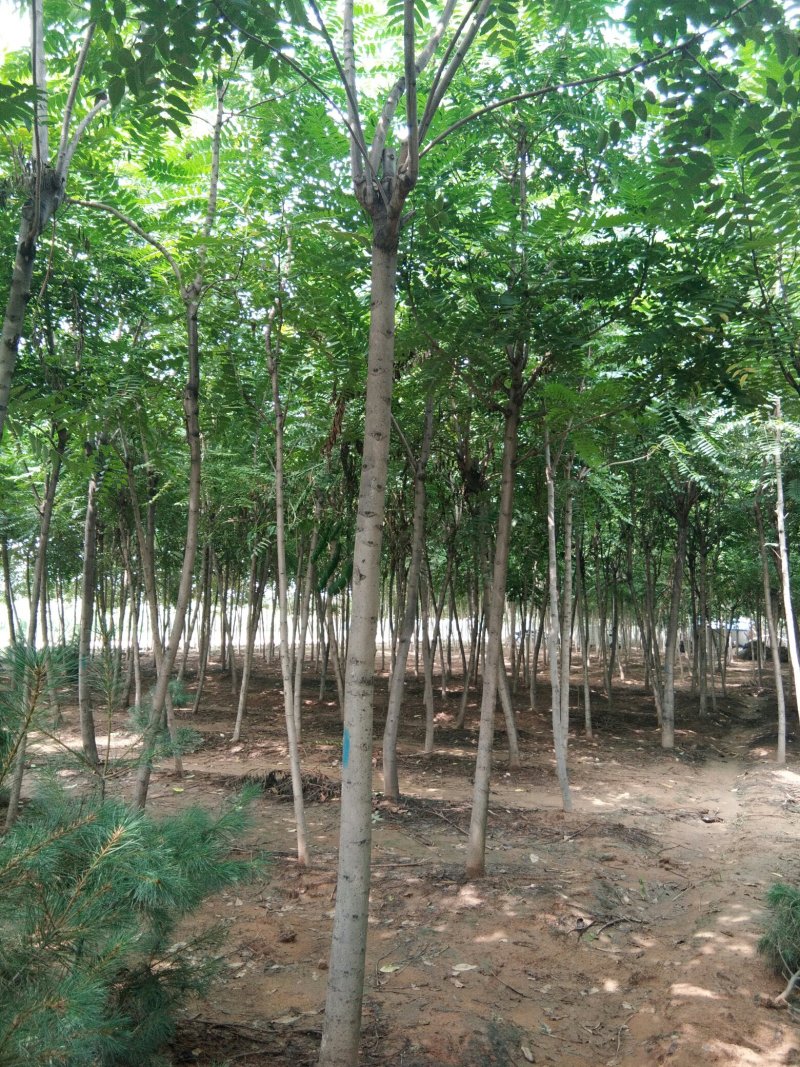 臭椿，6-8-10公分臭椿，千头椿，工程上用的椿树