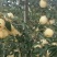 维纳斯黄金苹果苗，苹果苗，苹果苗新品种，包成活率和品种