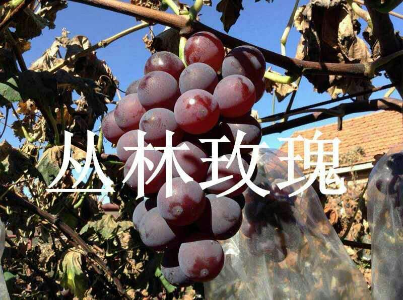 丛林玫瑰葡萄苗！一年苗！早熟，浓郁玫瑰香味的好品种！
