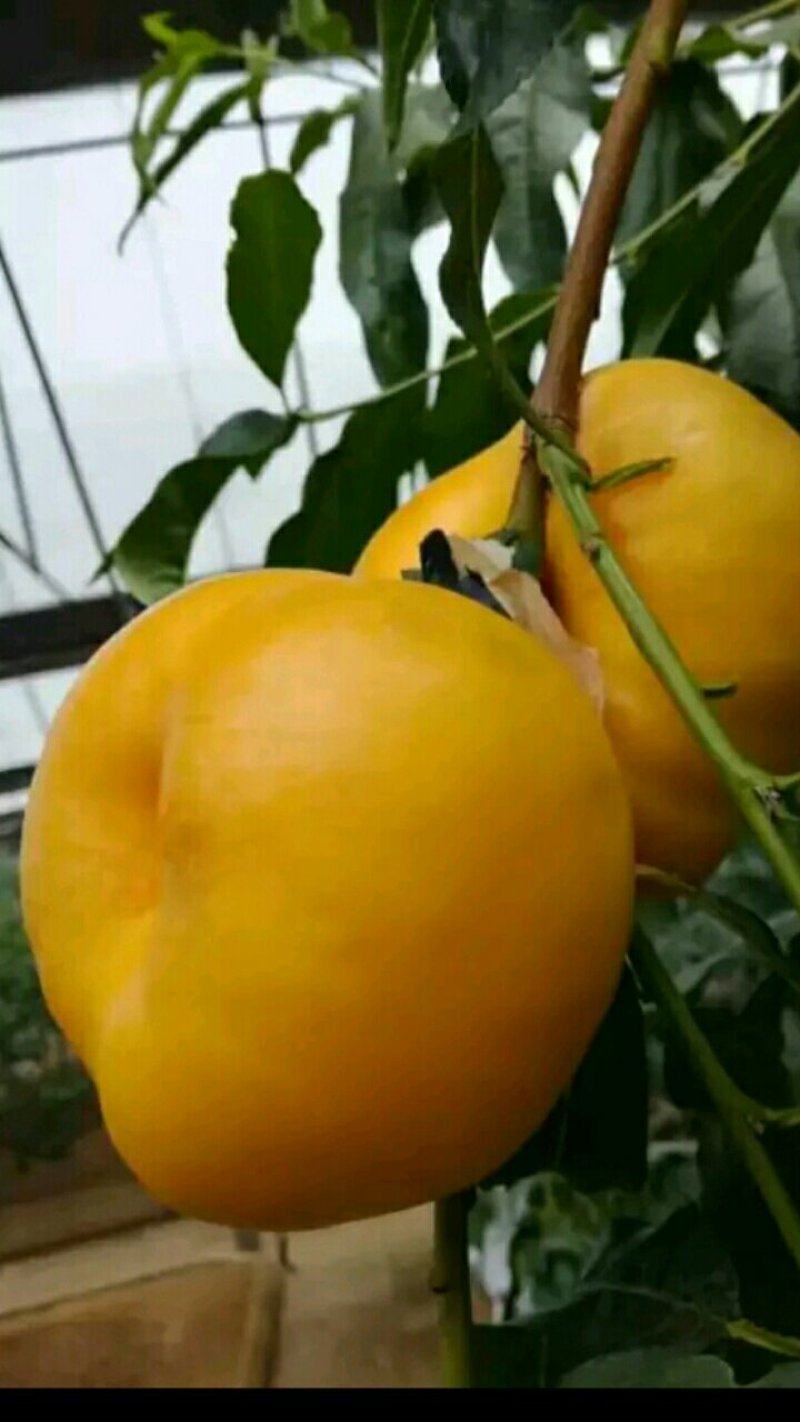 中油蟠5号桃树苗中油潘7号桃树苗油蟠桃树苗新品种桃树苗