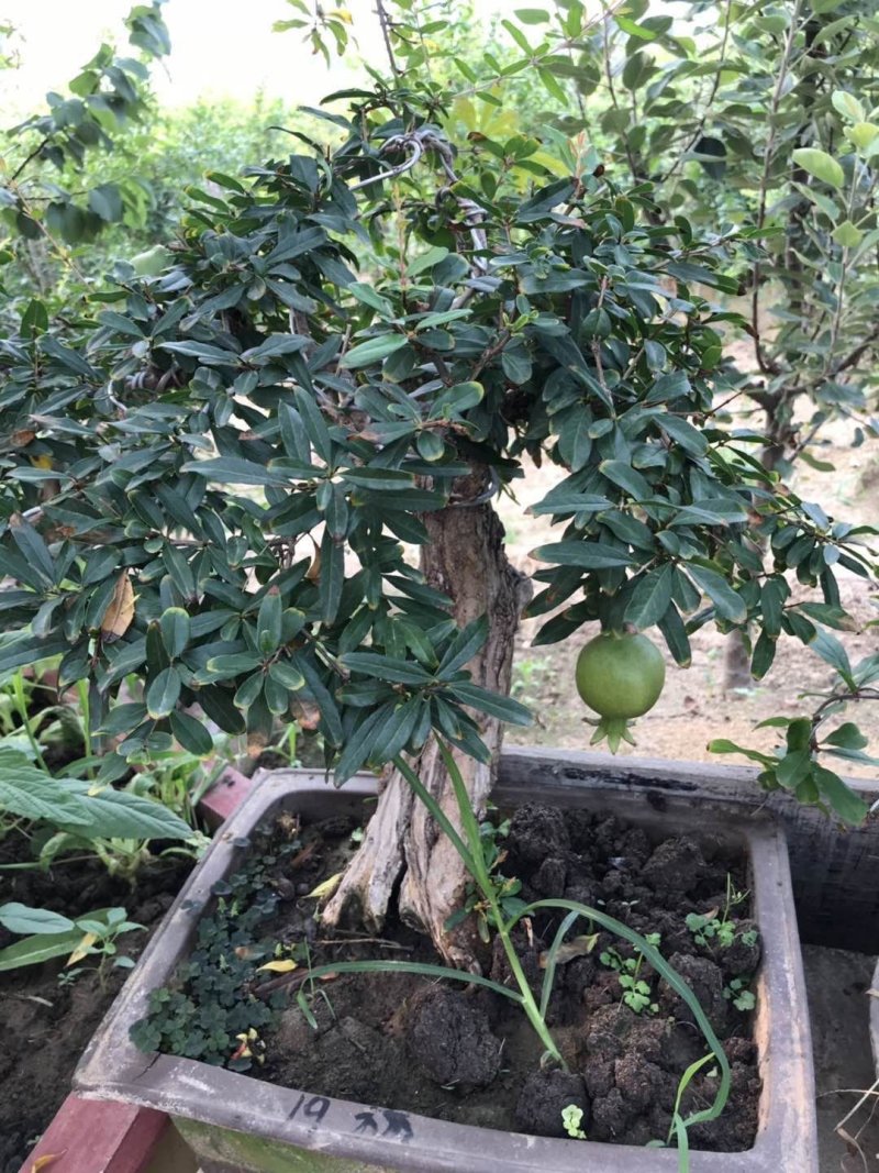 盆景果树苗死苗免费补发成活率高
