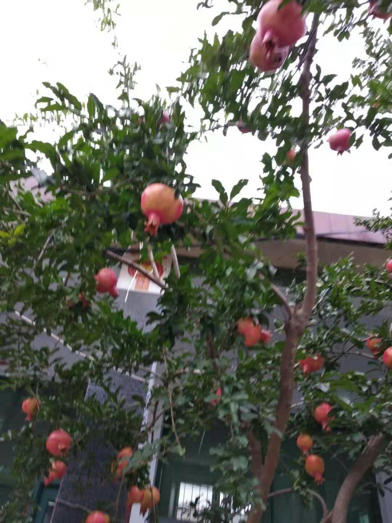 石榴树石榴树苗石榴树苗基地泰山红石榴树苗3公分石榴树