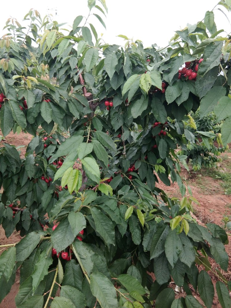 矮化樱桃树苗，栽植后第二年结果的樱桃苗，樱桃树苗，包品种