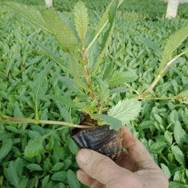 马鞭草花海山东青州草花基地苗木一手货源
