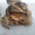 白耙齿菌