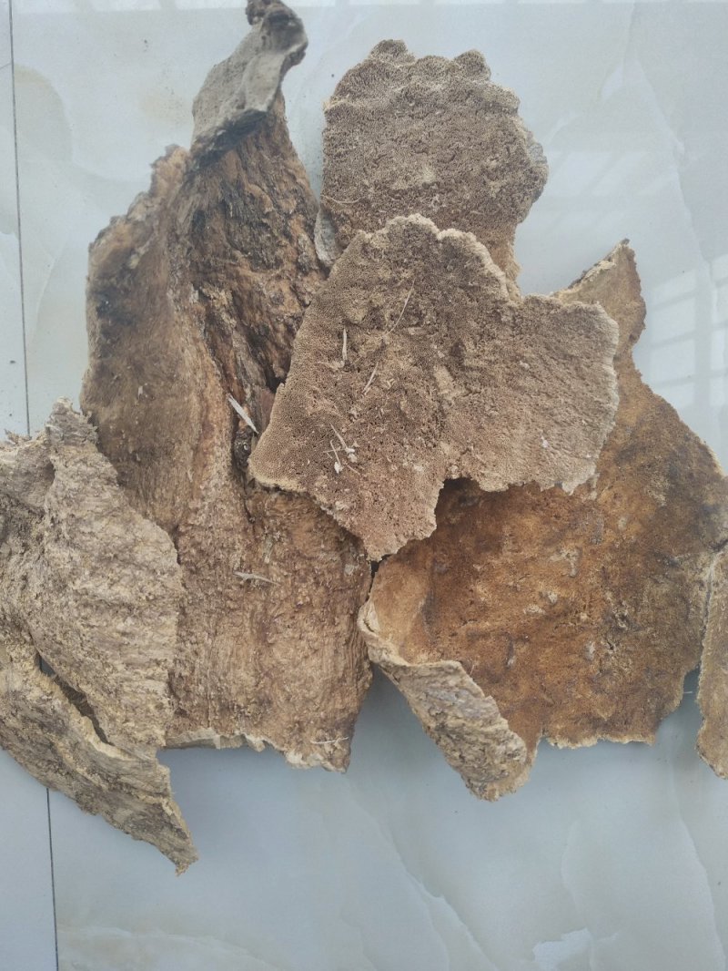 白耙齿菌