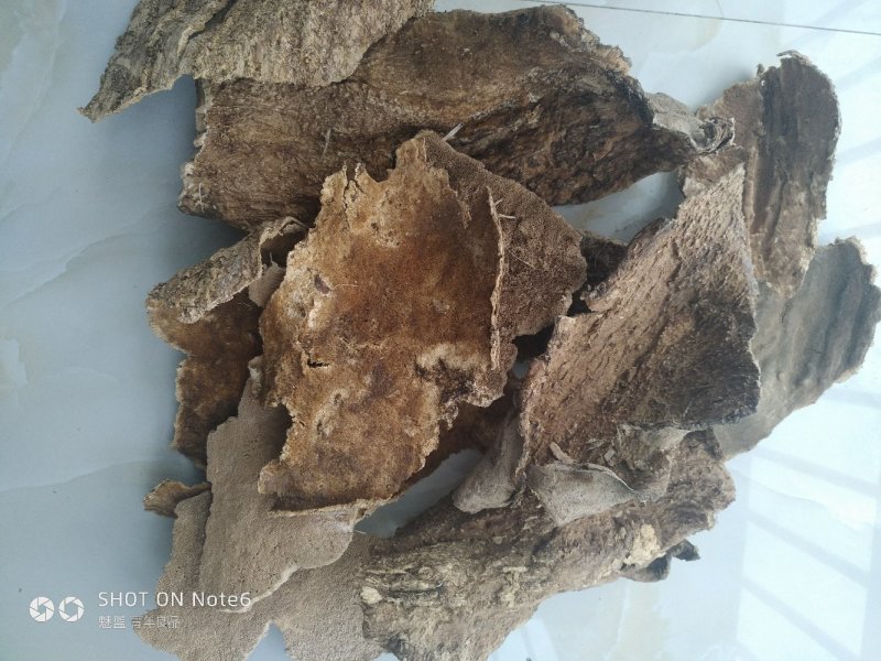 白耙齿菌