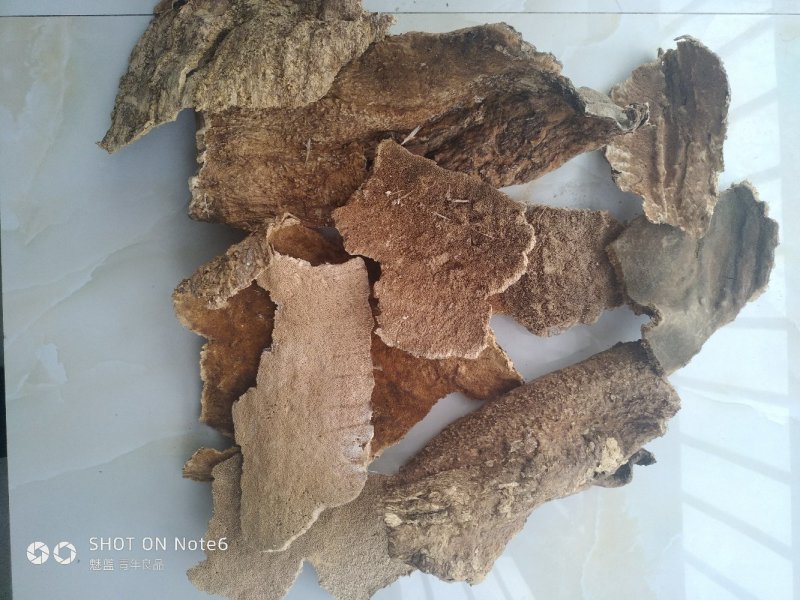 白耙齿菌