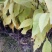 释迦苗30~50cm
