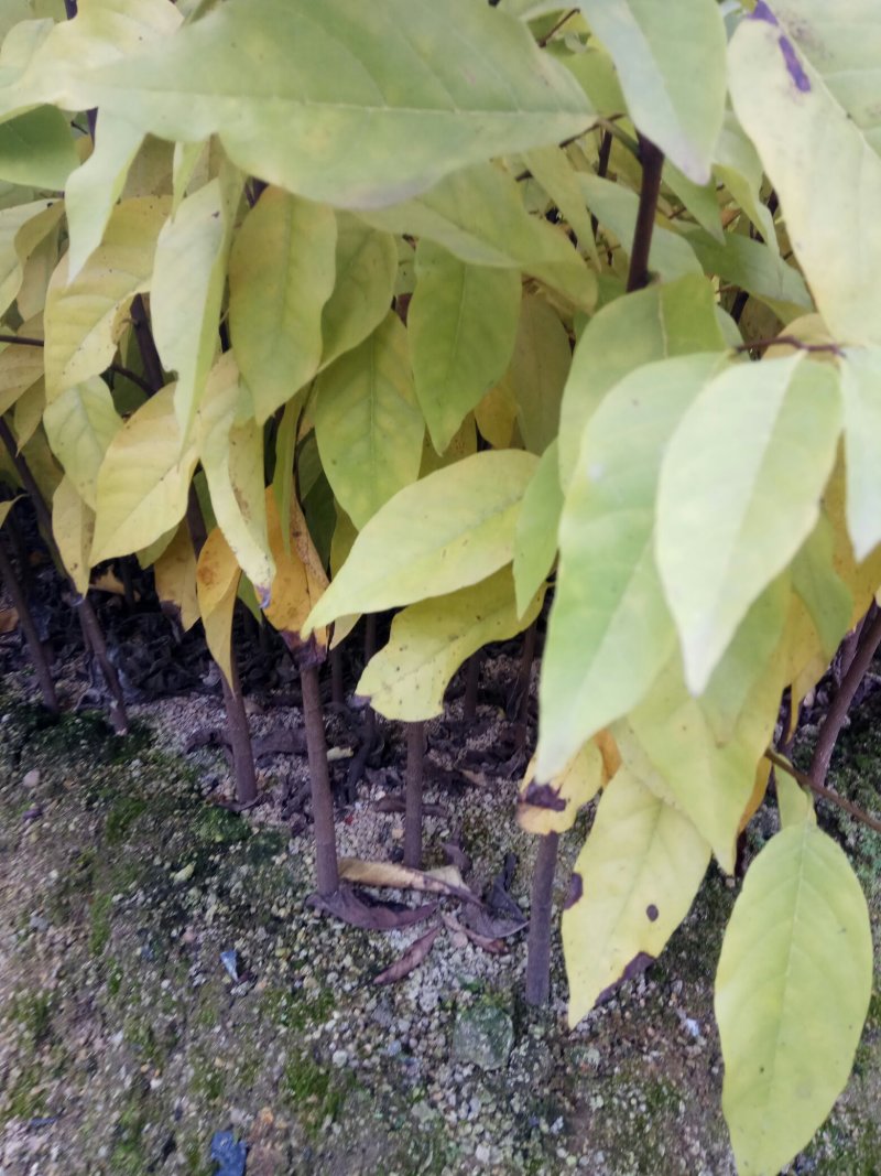 释迦苗30~50cm