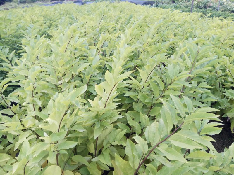 释迦苗30~50cm