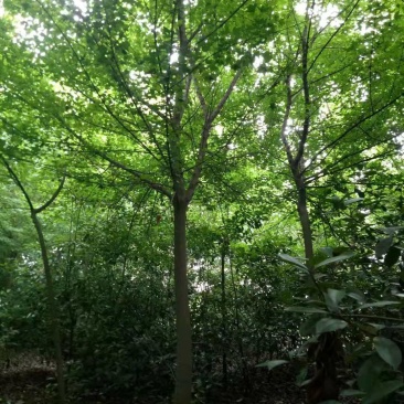 三角枫