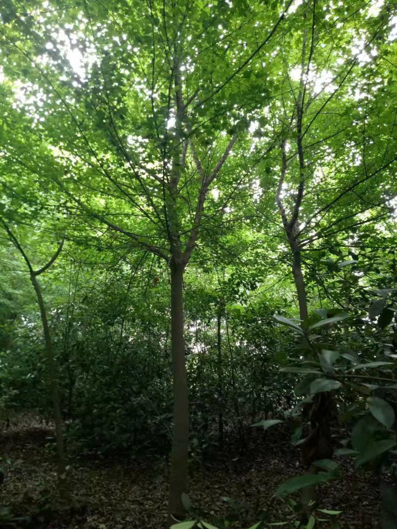 三角枫