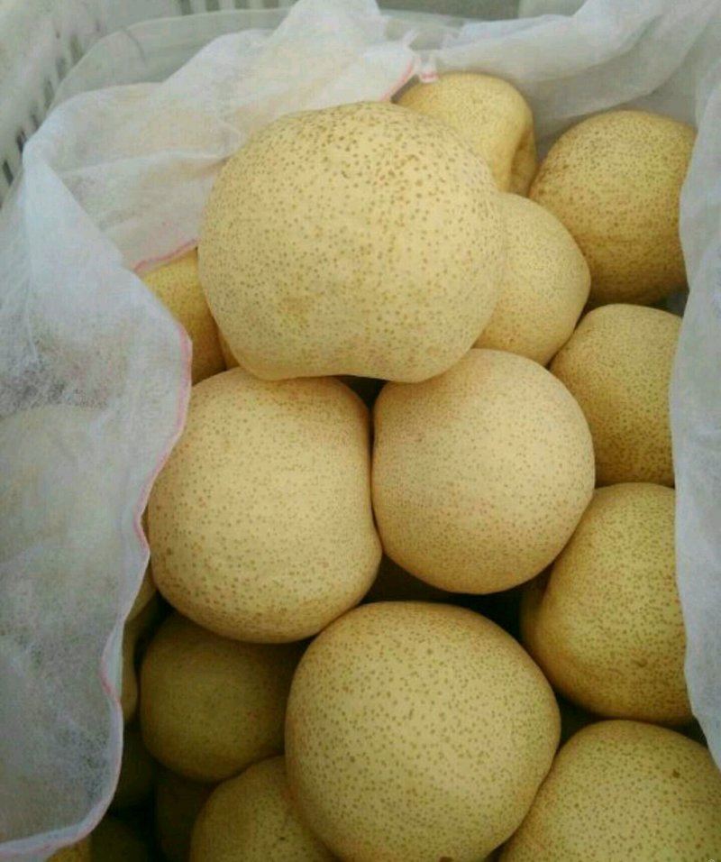 梨，砀山梨，脆甜，个大，皮薄，农户自销，