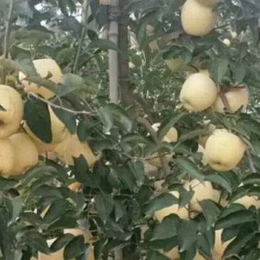 王林苹果树苗苹果新品种王林苹果苗苹果苗育苗基地苹果苗
