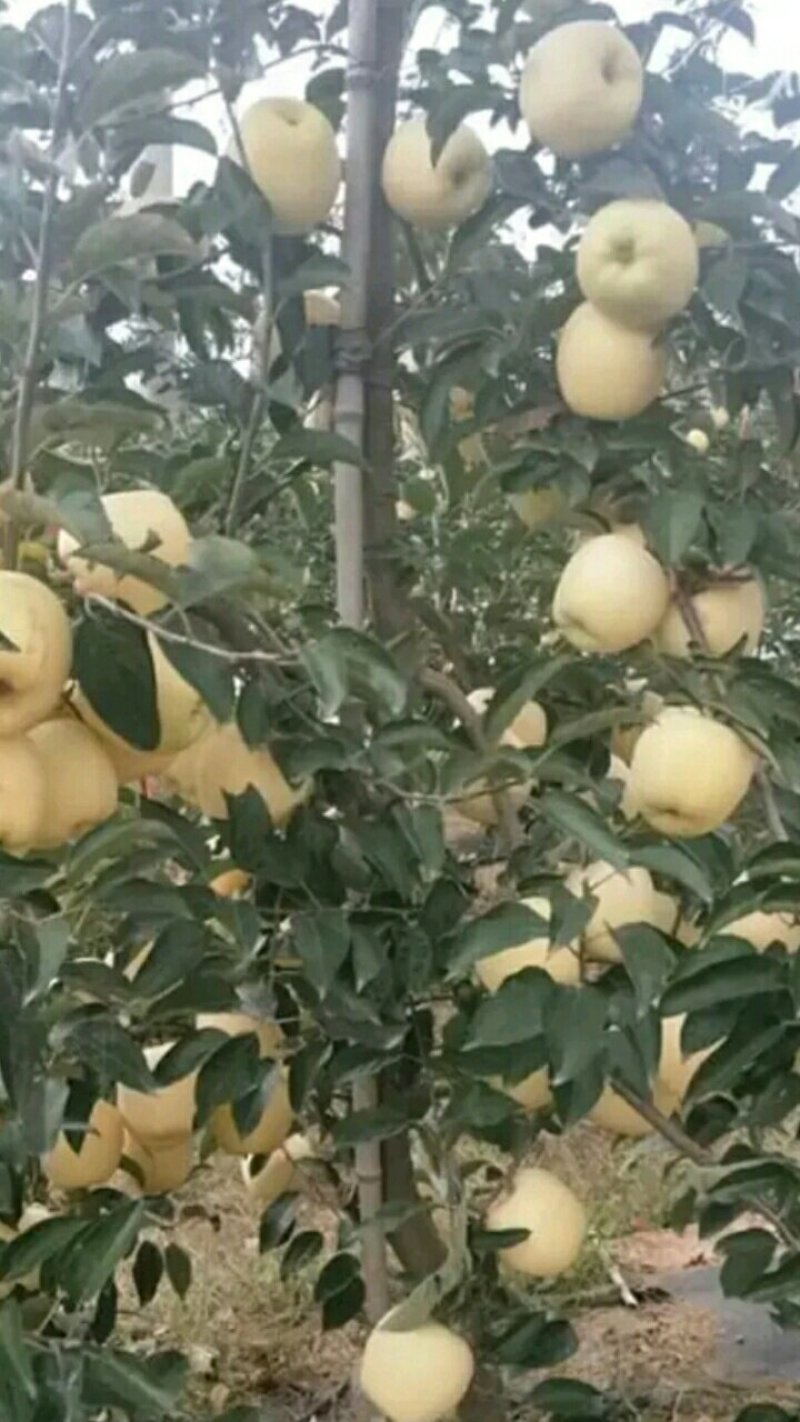 王林苹果树苗苹果新品种王林苹果苗苹果苗育苗基地苹果苗