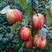 砀山酥红香梨树苗，品种纯，产量好，苗圃现挖，保湿发货