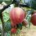 砀山酥红香梨树苗，品种纯，产量好，苗圃现挖，保湿发货