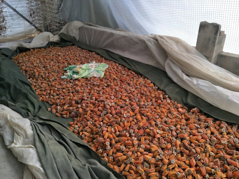 萱阳正宗吊富平柿饼