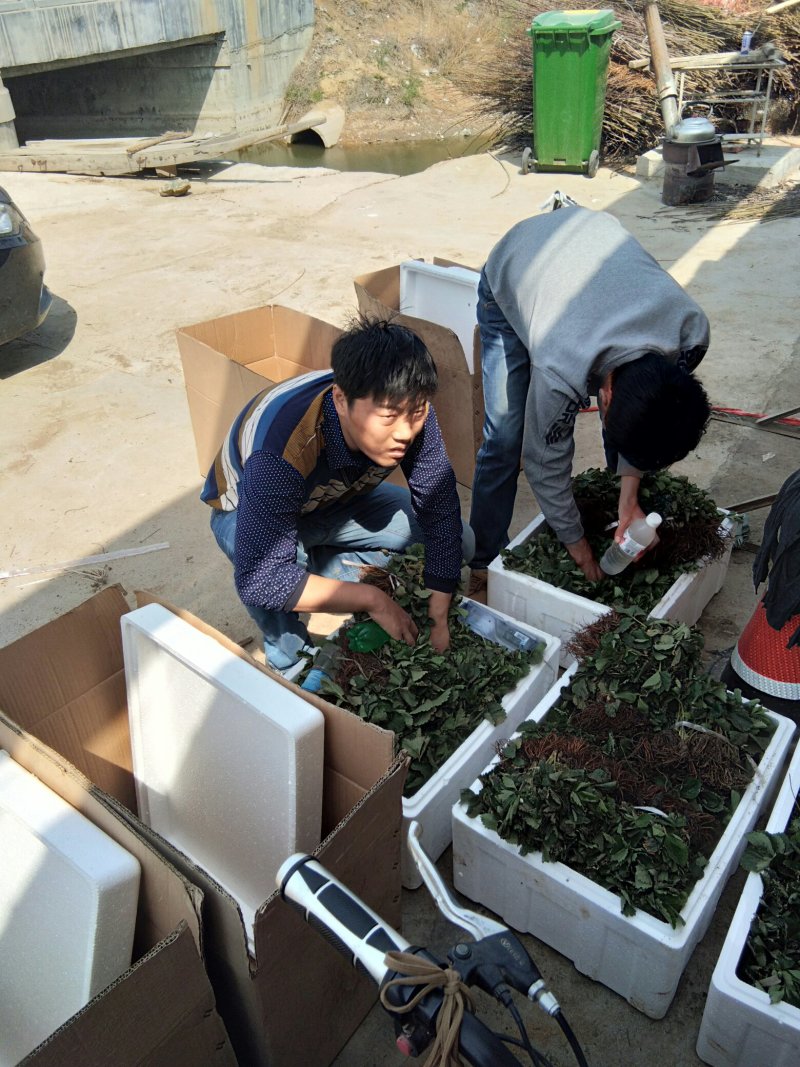 草莓苗，红宝草莓苗，红颜草莓苗货真价实，签合同包品种
