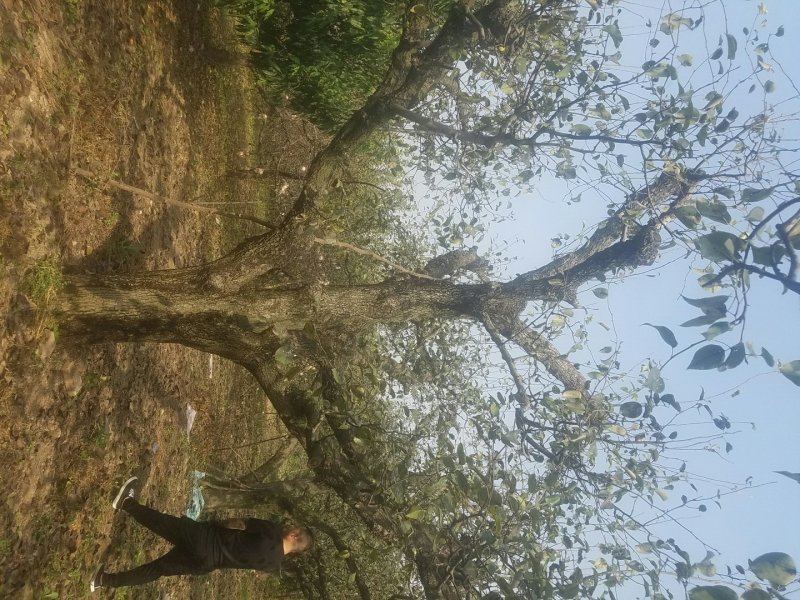 梨树，百年古树50公分