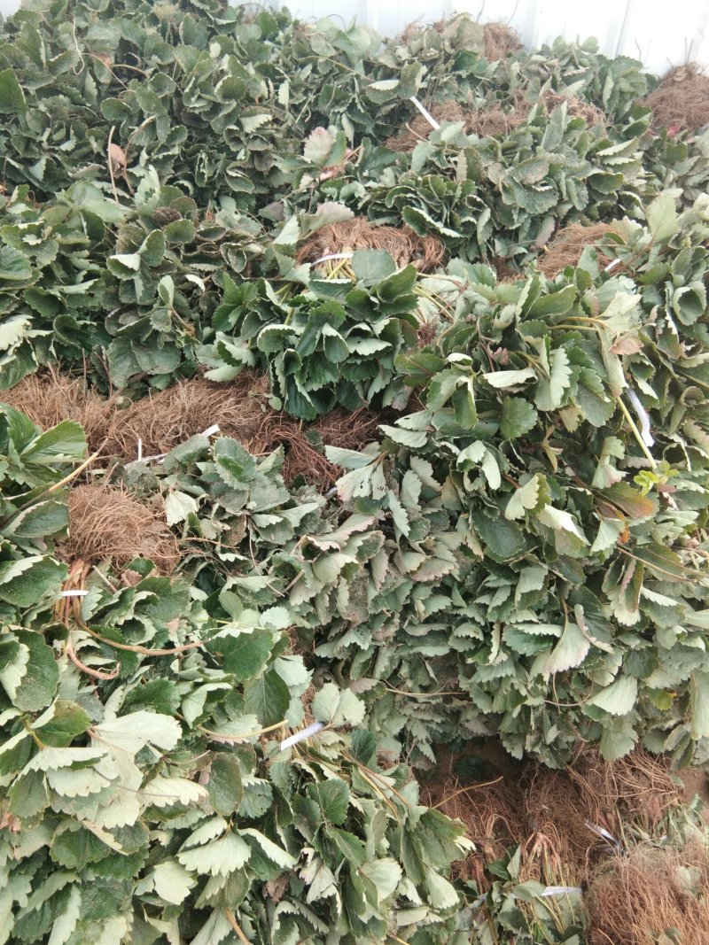 草莓苗，佐贺清香草莓苗，草莓苗货真价实签合同包品种