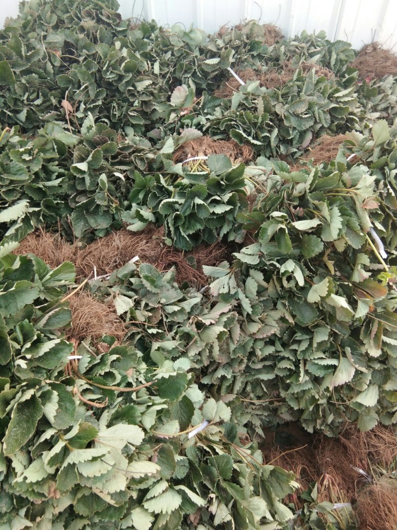 草莓苗，佐贺清香草莓苗，草莓苗货真价实签合同包品种