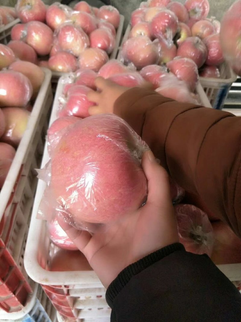 膜袋红富士苹果无残次果【口感脆甜色泽鲜艳】