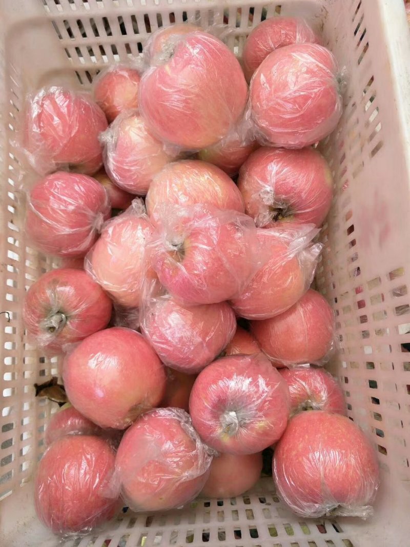 膜袋红富士苹果无残次果【口感脆甜色泽鲜艳】