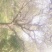 梨树，50公分保活，百年古树，包栽，包运