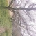 梨树，50公分保活，百年古树，包栽，包运