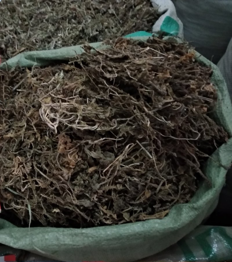 垂盆草色泽好