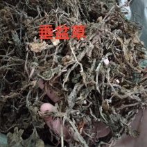 垂盆草色泽好