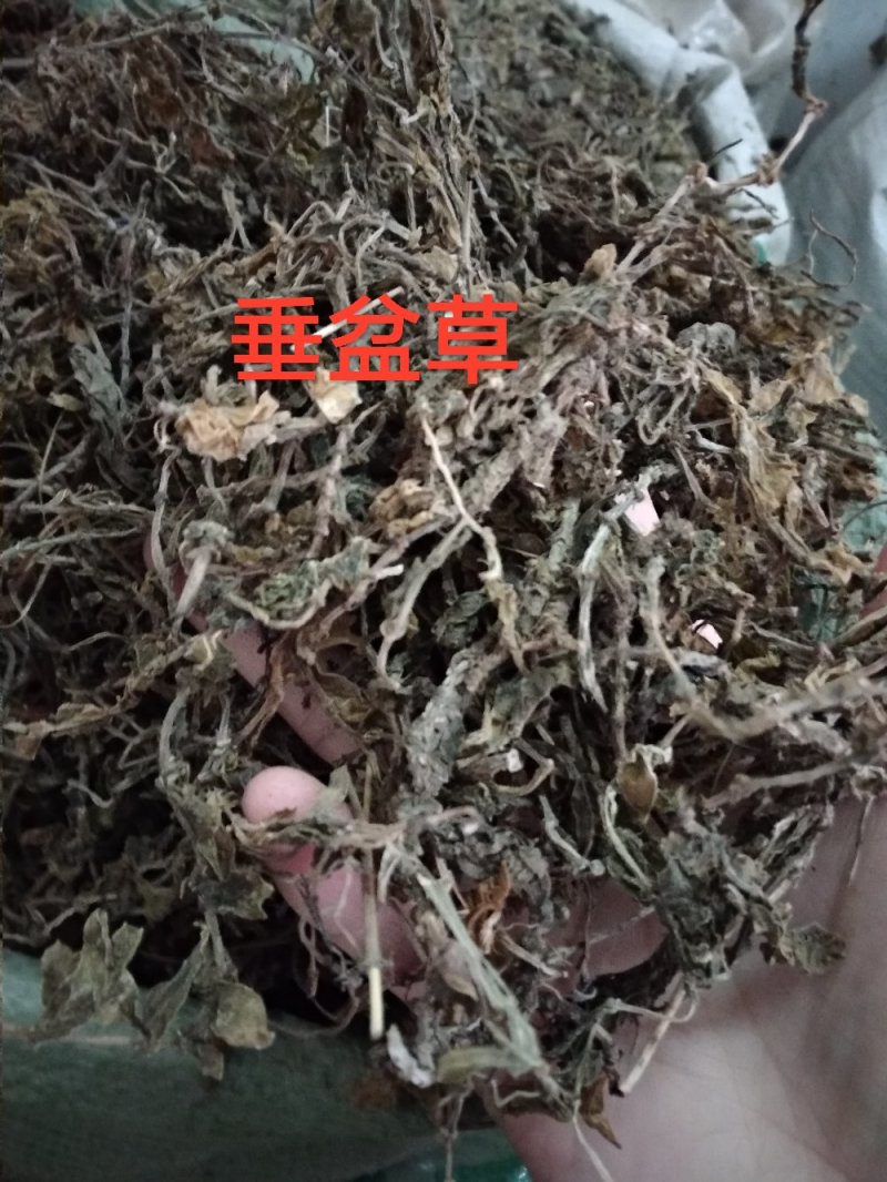 垂盆草色泽好