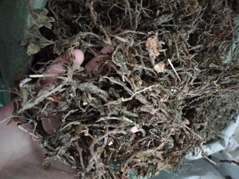 垂盆草色泽好