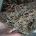 垂盆草色泽好