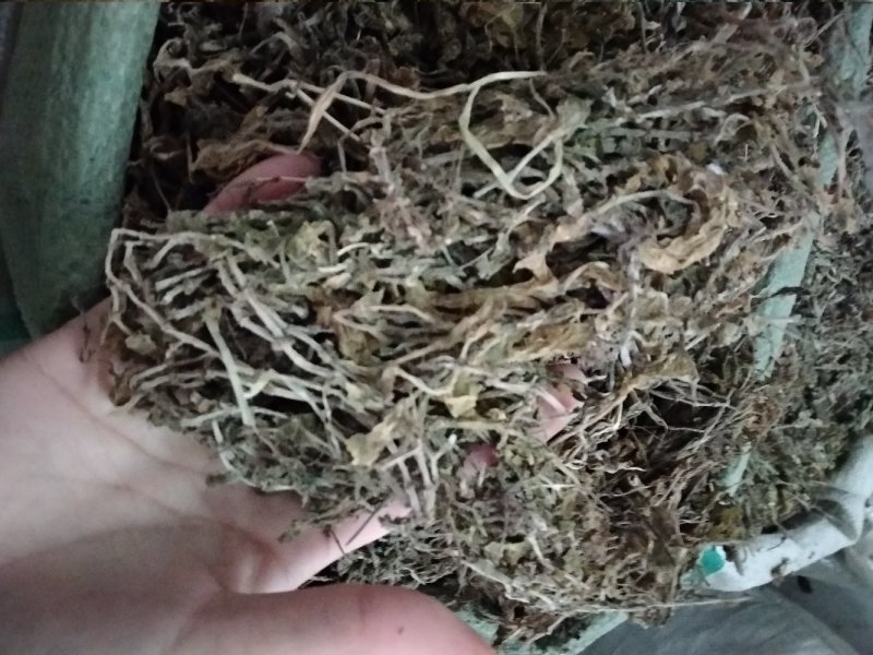 垂盆草色泽好
