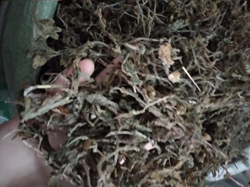 垂盆草色泽好