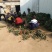草莓苗，天仙醉草莓苗，草莓苗新品种，草莓苗栽植最佳时间
