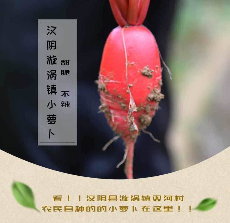 陕西汉阴县富硒地萝卜五斤包邮