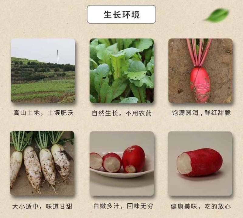 陕西汉阴县富硒地萝卜五斤包邮