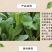 陕西汉阴县富硒地萝卜五斤包邮