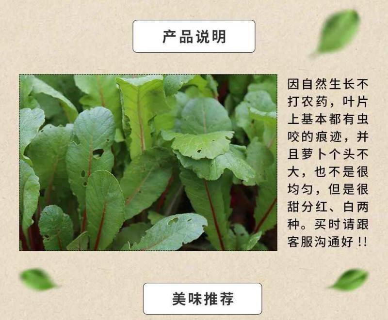 陕西汉阴县富硒地萝卜五斤包邮