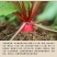 陕西汉阴县富硒地萝卜五斤包邮