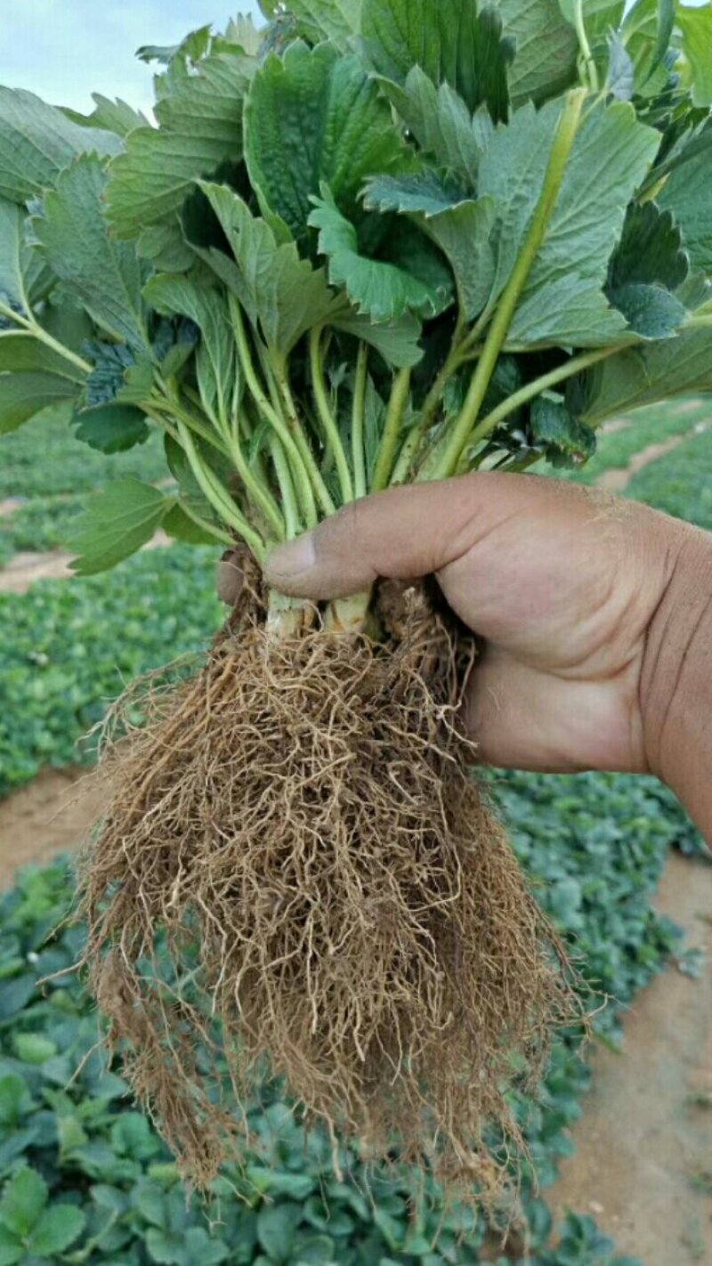 草莓苗，妙香草莓苗，草莓苗新品种，秒香7号草莓苗