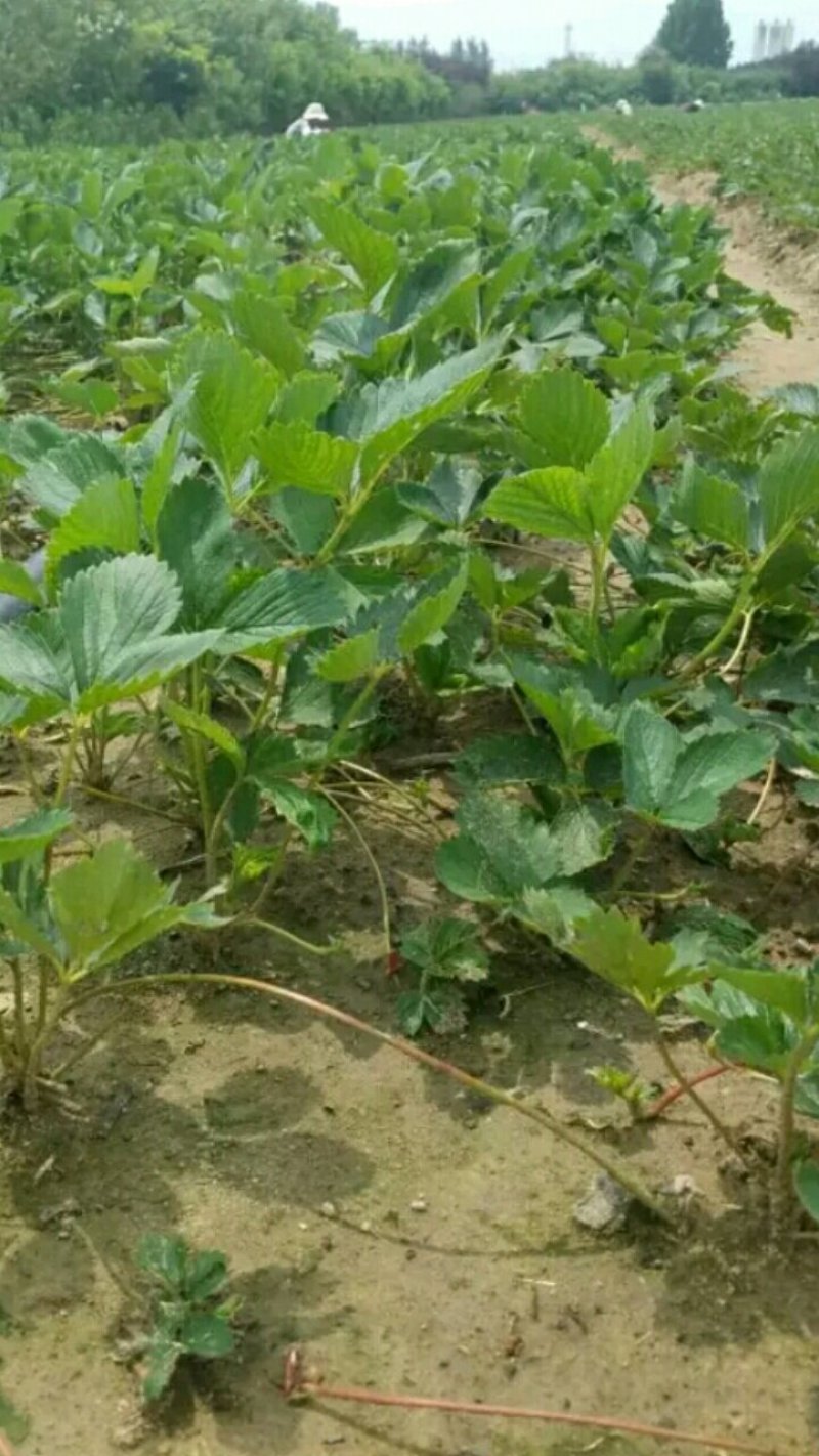 草莓苗，法兰地草莓苗，大棚栽植草莓苗，老品种高产量