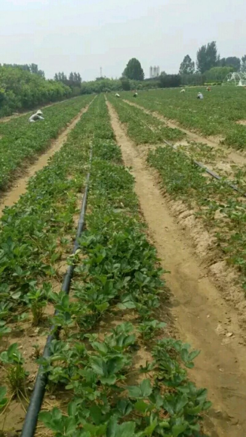 草莓苗，法兰地草莓苗，大棚栽植草莓苗，老品种高产量